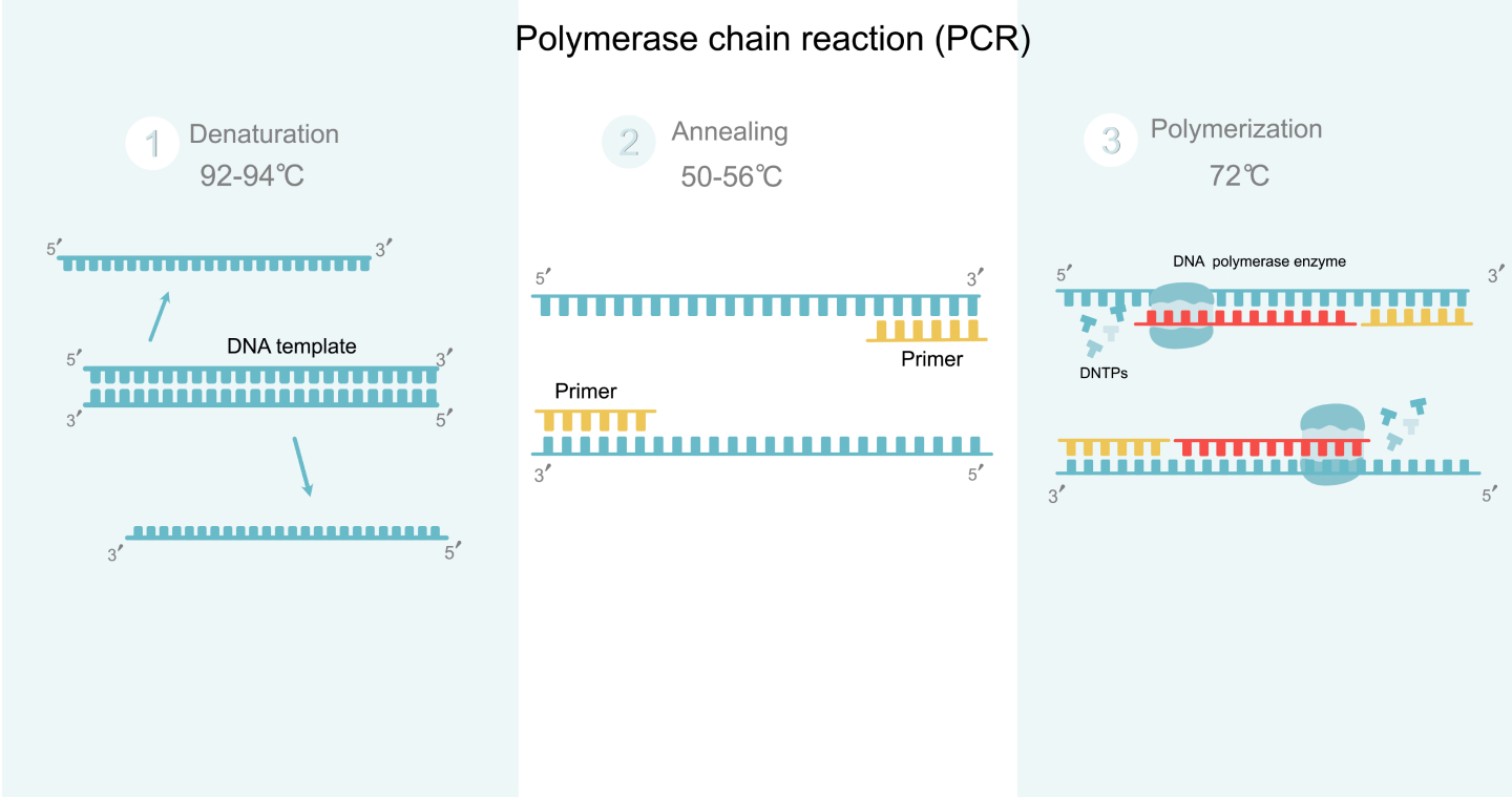 polymerase chain reaction