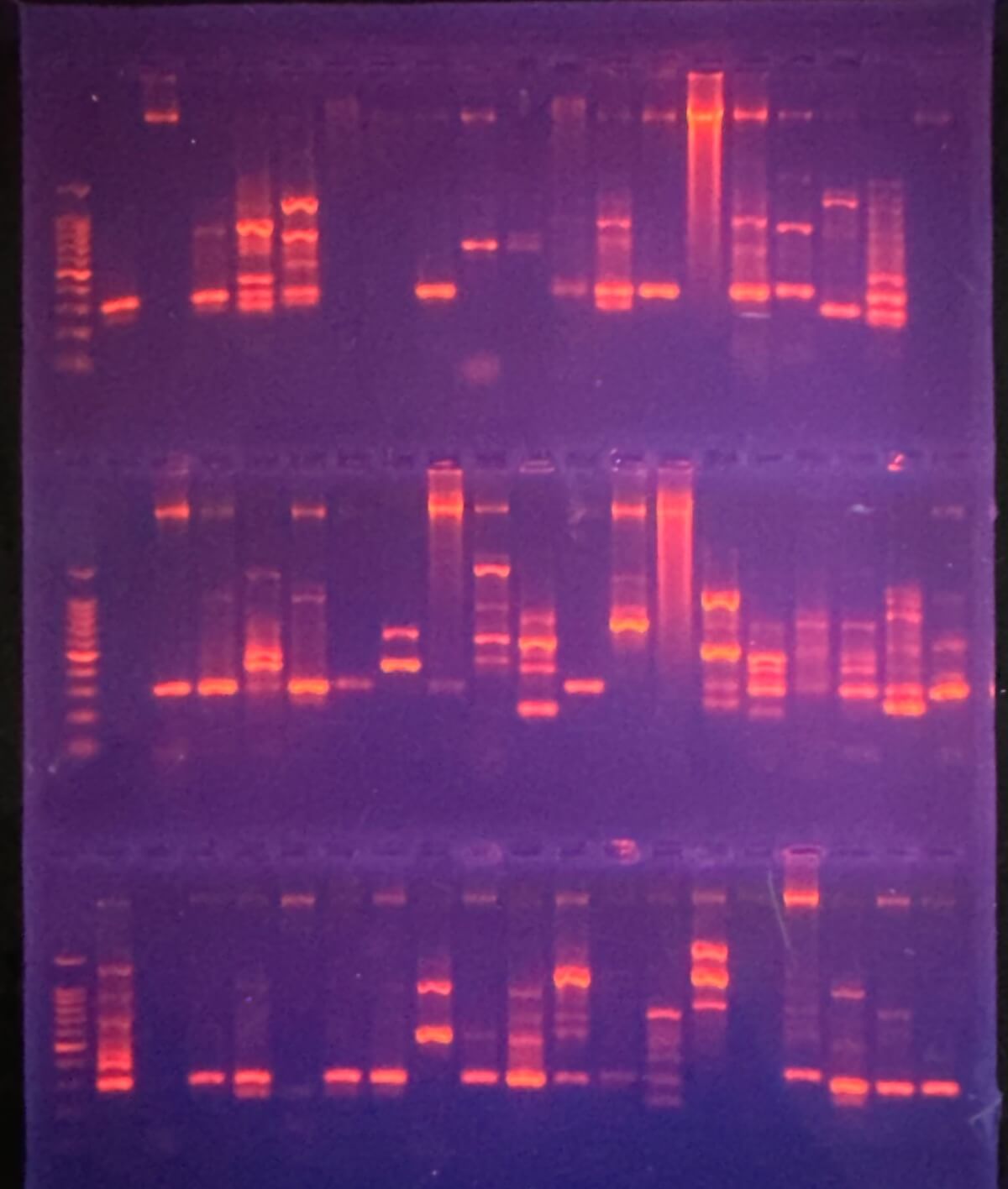 DNA bands in agarose gel as shown under the UV light