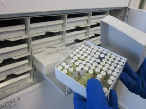 Lab technician selecting biospecimens from a biobank repository