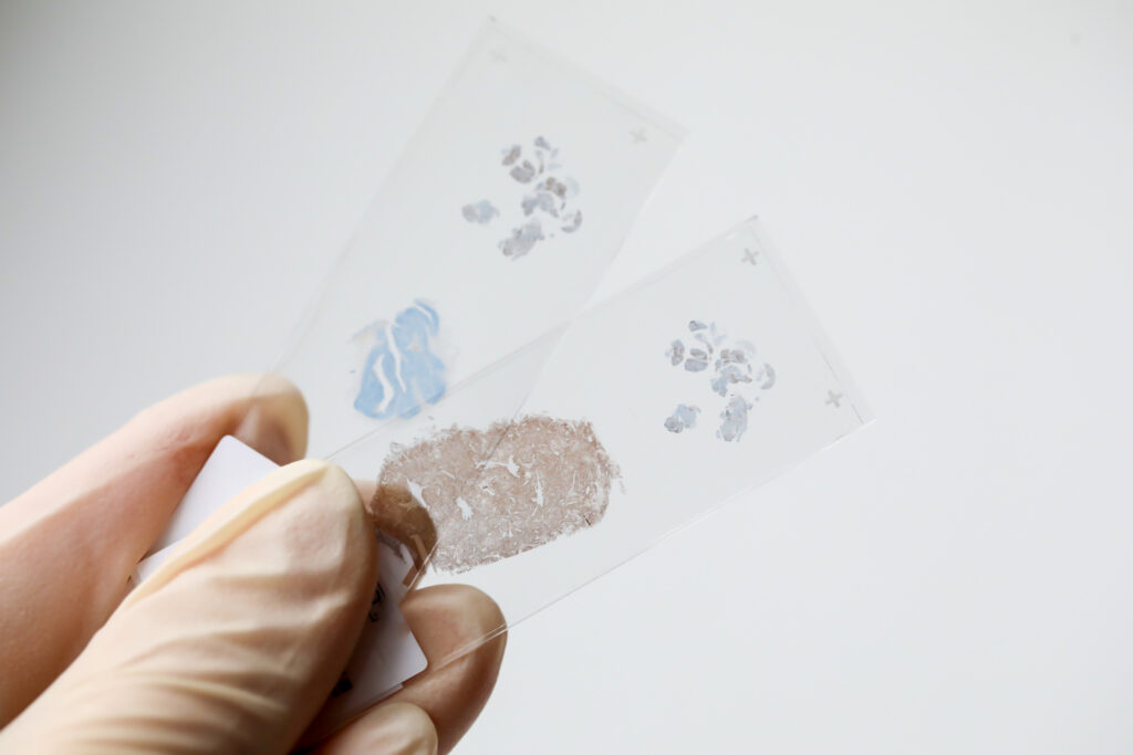 Close up photo of hand in white glove handing Immunohistochemical brain tissue sample